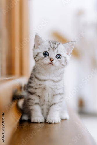 Wallpaper Mural Katzenkind im Kaus, Wohnung, Wohnzimmer, Kätzchen Torontodigital.ca