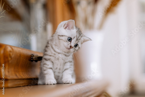 Katzenkind im Kaus, Wohnung, Wohnzimmer, Kätzchen photo