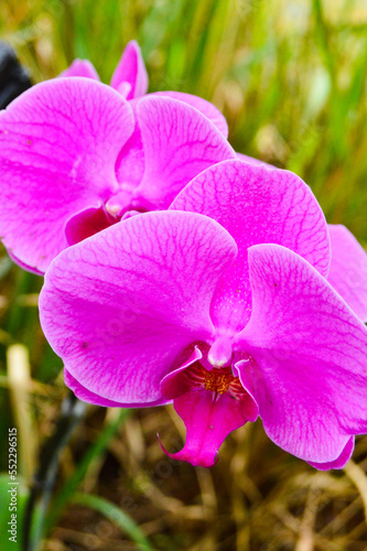 Orchid Forest Cikole  Bandung  Indonesia - October 10  2022  Anggrek ot Orchids  With Selected Focus.