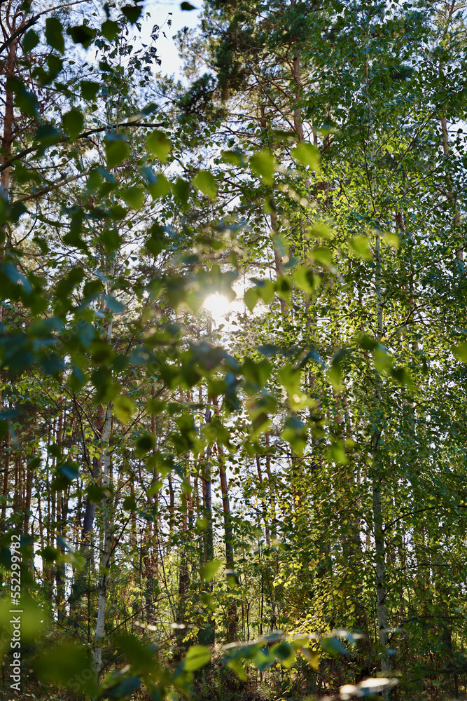 Fototapeta premium Leaves on a tree against the background of the sky and trees. Branches with leaves on a tree against the backdrop of sunlight.