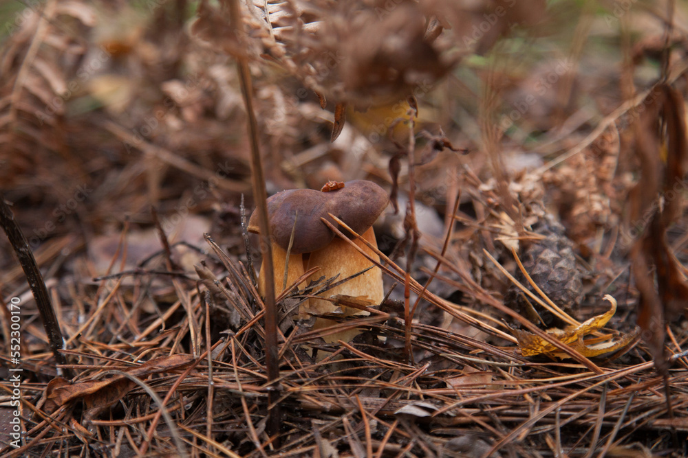 Close up view of several Imleria Badia or Boletus Badius commonly known as the Bay Bolete growing in pine tree forest.. Close up view of several Imleria Badia or Boletus Badius commonly known as the Bay Bolete growing in pine tree forest..
