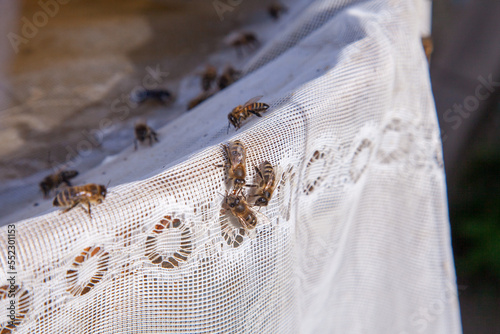 Bees drink water in summer on textile background..