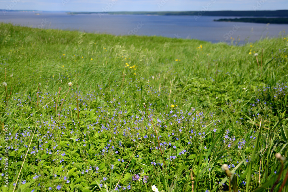 green meadow with blue flowers on the edge of the hill with Volga river on background green meadow with blue flowers on the edge of the hill with Volga river on background
