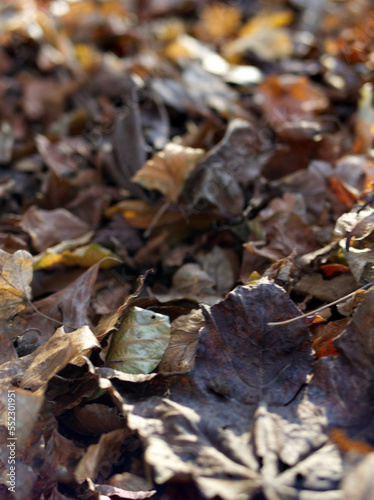 Close up views of autumn leaves on the ground in early winter sun. 