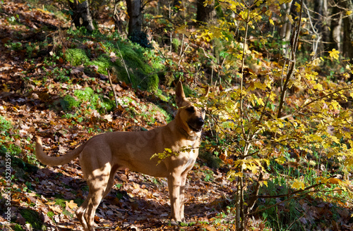 Belgian shepherd in profile view and looking away near a small yellow tree on a footpath forest in autumn