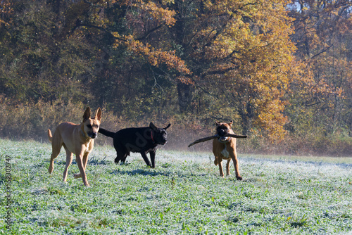 3 pretty dogs playing together with a piece of wood in a frozen field surrounded by the forest in autumn. There is a boxer dog, a labrador retriever and a Belgian Malinois shepherd dog.