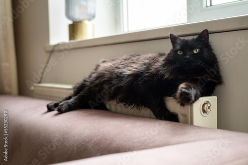 Black cat laying on the couch next to a radiator. Lazy domestic pet resting inside on a cold winter day © CrispyMedia
