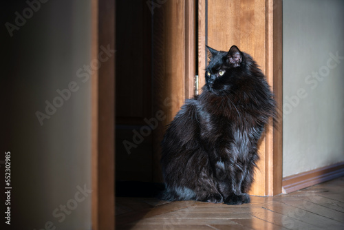 Black cat sitting on the floor in a door step indoors.