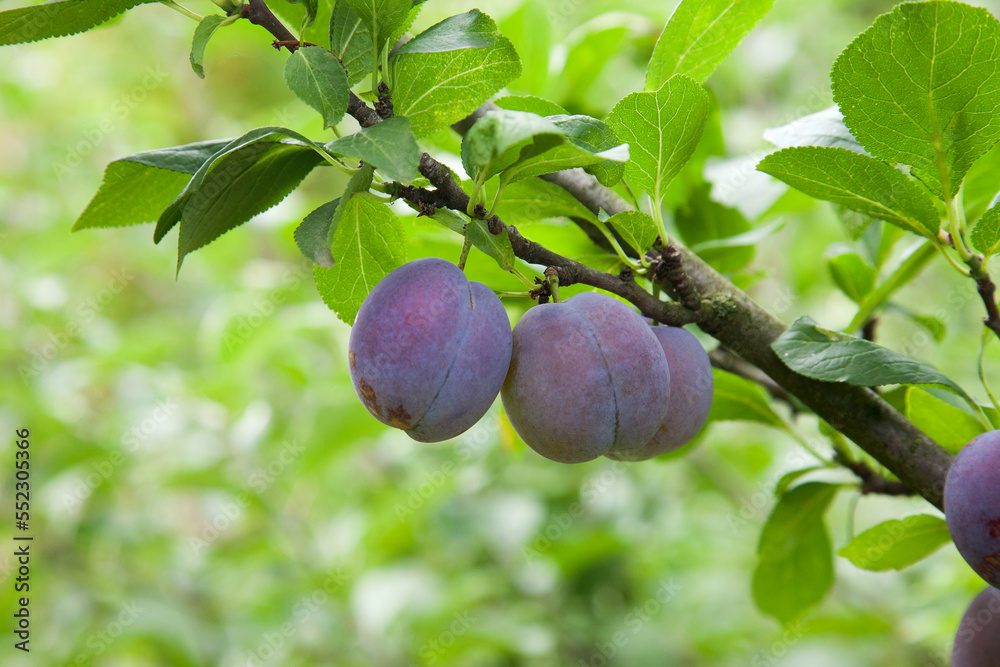 Plum tree branch with ripe juicy fruits on sunset light.. Plum tree branch with ripe juicy fruits on sunset light..