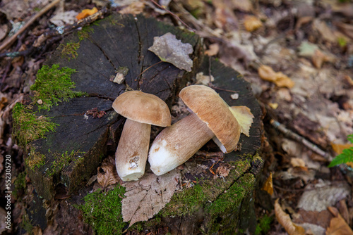 Several boletus mushroom in the wild. Porcini mushroom (Boletus aereus) on old fungy hemp in forest at autumn season..
