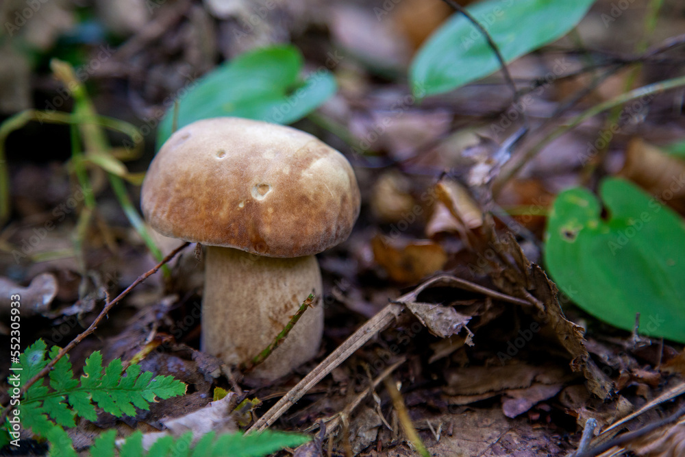 Single Boletus mushroom in the wild. Porcini mushroom grows on the forest floor at autumn season.. Single Boletus mushroom in the wild. Porcini mushroom grows on the forest floor at autumn season..
