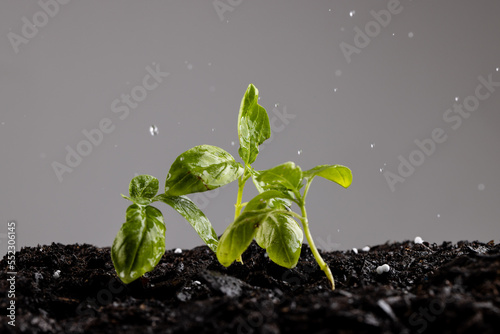 Green seedlings in dark soil with fertiliser, and water droplets on grey background with copy space
