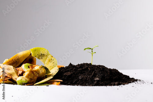 Organic fruit and vegetable waste for composting and seedling in dark soil, with copy space
