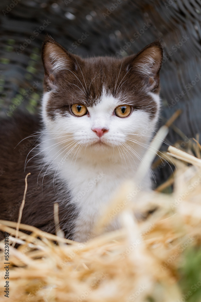 Katze, Kätzchen im Stroh