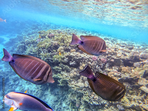 Red Sea sailfin tang or Desjardin's sailfin tang at coral reef.. photo