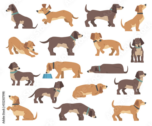 Dachshund Dog Breed with Collar in Different Pose Big Vector Set