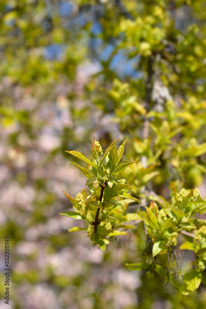 Amur maple branch Amur maple branch