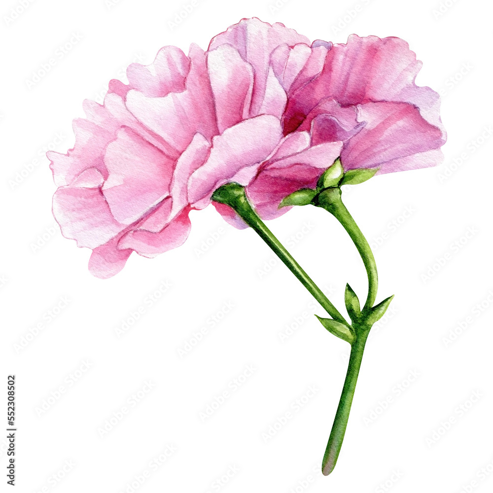 Pink flower. Sakura bloom on a white background, watercolor botanical painting, hand drawing Pink flower. Sakura bloom on a white background, watercolor botanical painting, hand drawing