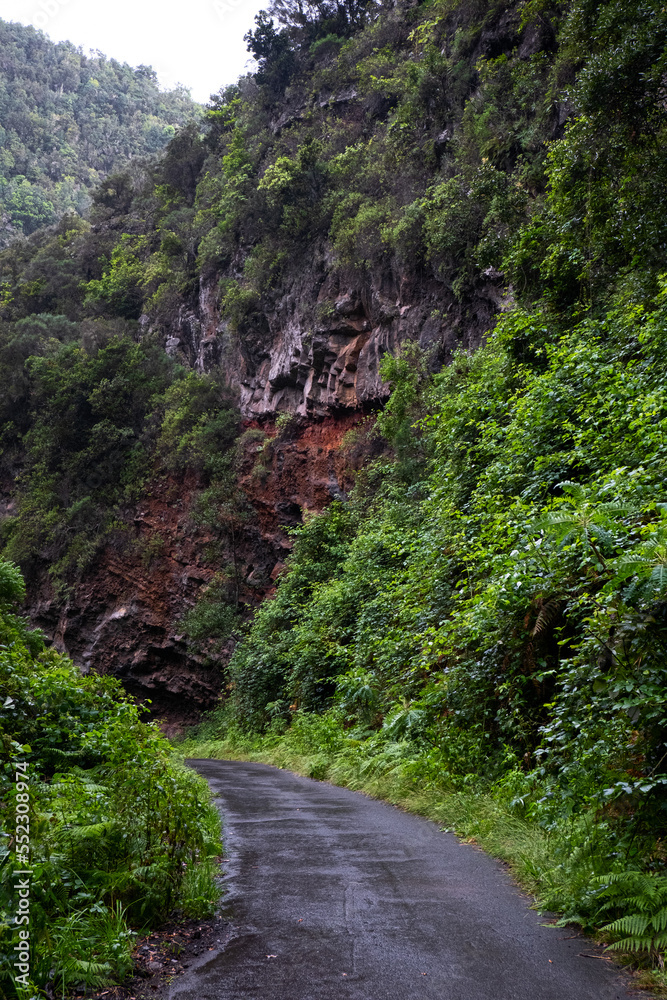 Road in the Cubo de Galga, covered by an ancient laurel forest. La Palma, Canary Islands Road in the Cubo de Galga, covered by an ancient laurel forest. La Palma, Canary Islands