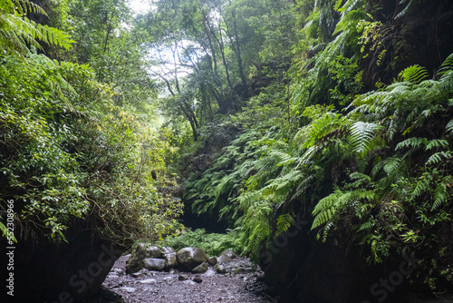 Las Nieves Nature Reserve park in La Palma,is Oone of the finest examples of laurisilva forest in Canary Islands photo