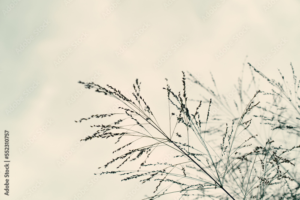 Fototapeta premium Pampas grass. Reed. Abstract natural background. 