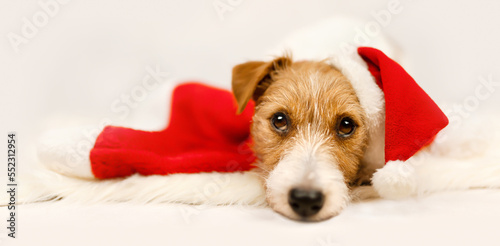 Cute christmas santa pet dog, holiday background, banner or christmas card
