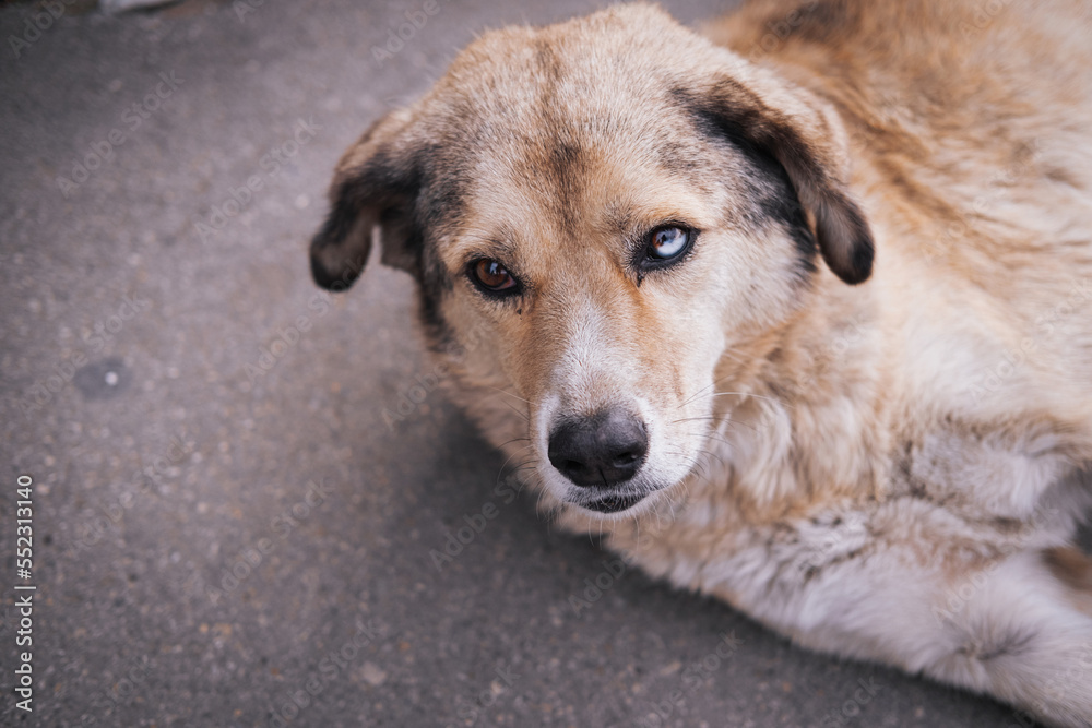 Homeless abandoned stray dog with very sad smart eyes Homeless abandoned stray dog with very sad smart eyes