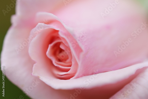 ピンクのバラの蕾