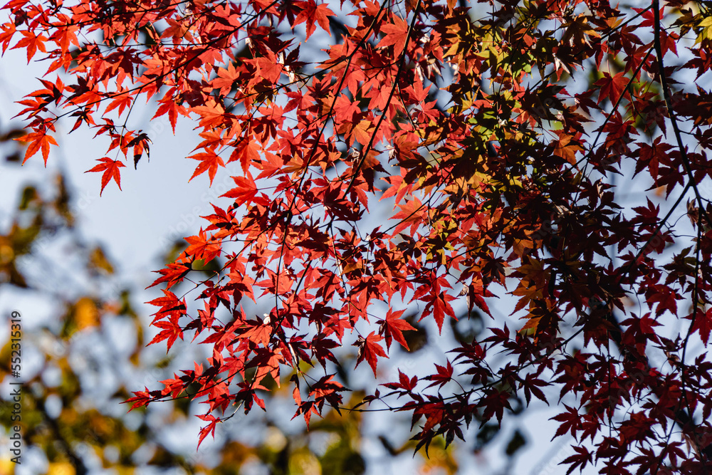 red autumn leaves in a park in Tokyo red autumn leaves in a park in Tokyo