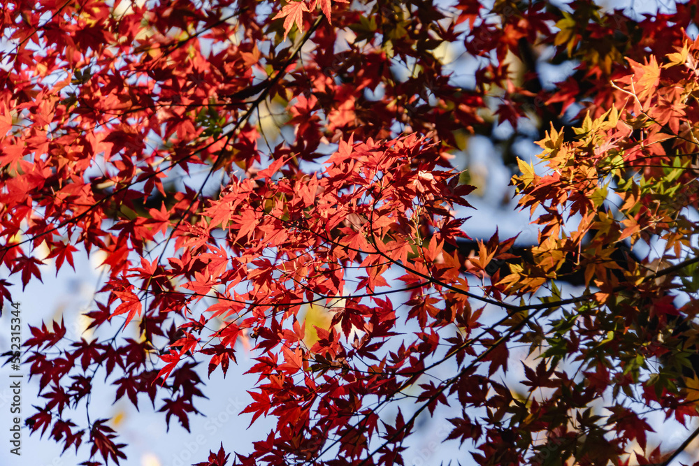 red autumn leaves in a park in Tokyo