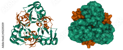 Structure of Lys27-linked triubiquitin, three chains of ubiquitin (green) and D-ubiquitin (brown) are shown, 3D cartoon and Gaussian surface models, PDB 5jby photo