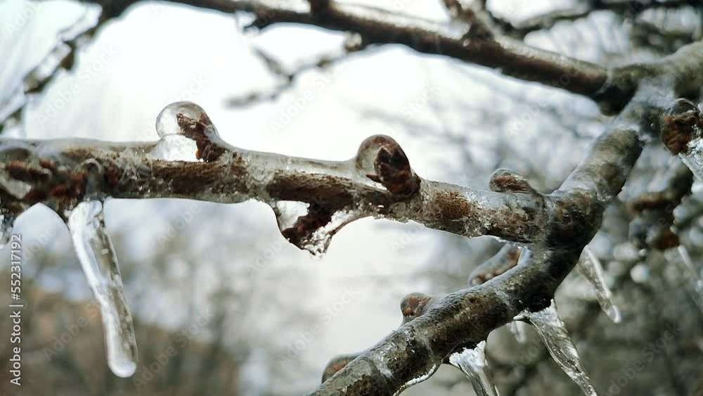 Branches of bush covered with ice after rain in frost in winter close-up. Frozen plants. After icy rain. Freezing rain. frozen raindrops, cold, ice, icy, frosty. Natural phenomenon. Natural background Branches of bush covered with ice after rain in frost in winter close-up. Frozen plants. After icy rain. Freezing rain. frozen raindrops, cold, ice, icy, frosty. Natural phenomenon. Natural background