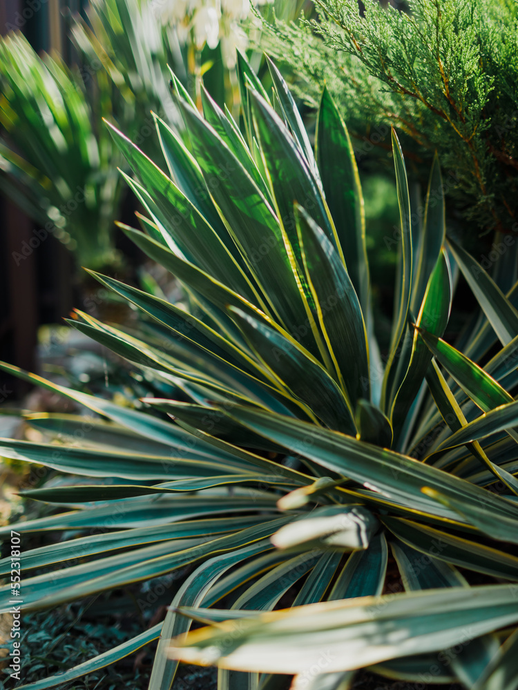 Fototapeta premium Leaves of Yucca gloriosa in garden with sun light