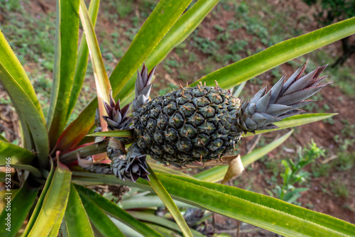 Pineapple plant and fruit growing in the field with green leaves