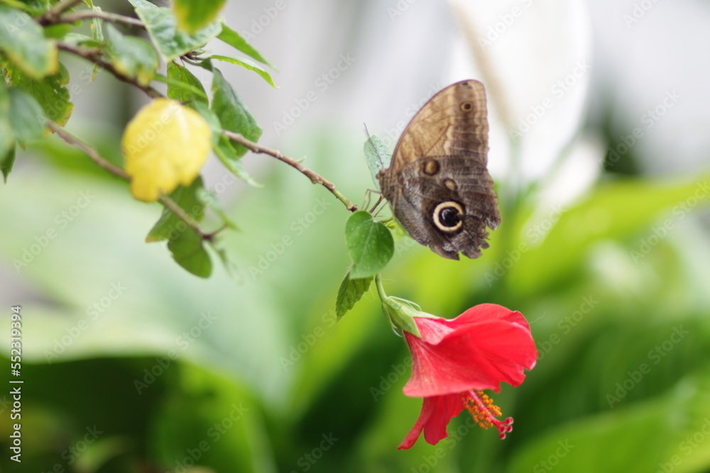 Fototapeta premium Tropical butterfly among flowers