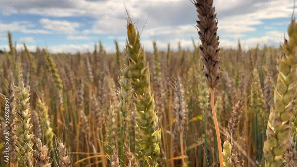 Wheat Field. Ears of wheat close up. A huge yellow field of wheat in idyllic nature in golden rays of sunset Wheat Field. Ears of wheat close up. A huge yellow field of wheat in idyllic nature in golden rays of sunset
