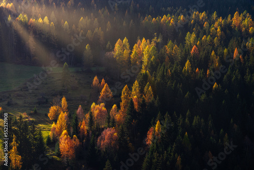 Sun rays at sunrise in a forest during autumn in austrian alps. Pine trees with warm colors