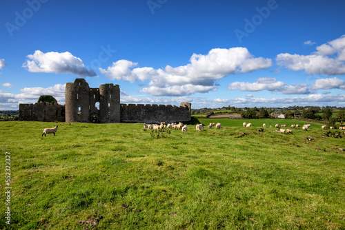 Schafherde vor dem Castle Roche in Irland photo