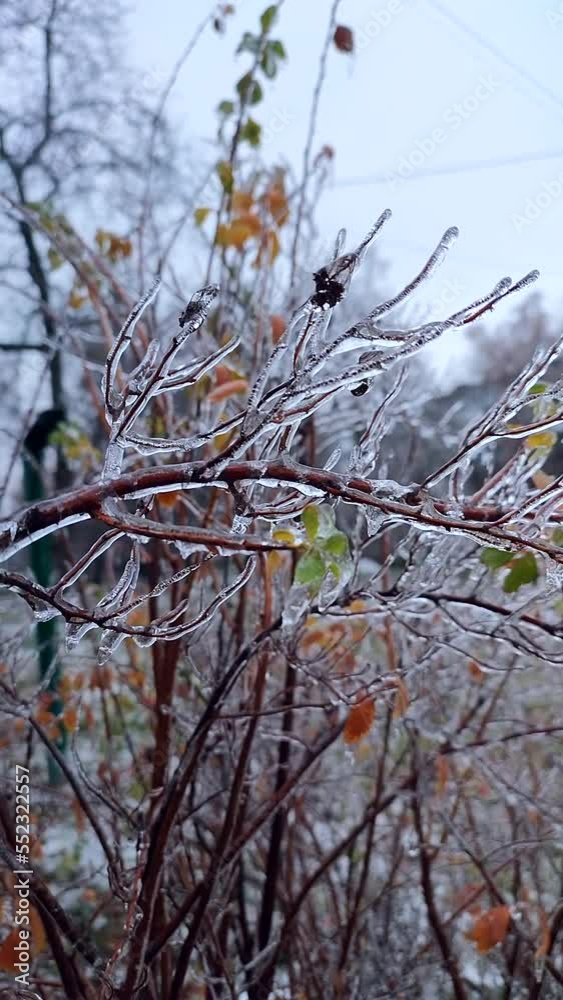 Branches of bush covered ice after rain in frost in winter close-up. Frozen plants. After icy rain. Freezing rain. Wintry, cold ice, icy, frosty. Natural phenomenon. Natural background. Vertical video Branches of bush covered ice after rain in frost in winter close-up. Frozen plants. After icy rain. Freezing rain. Wintry, cold ice, icy, frosty. Natural phenomenon. Natural background. Vertical video