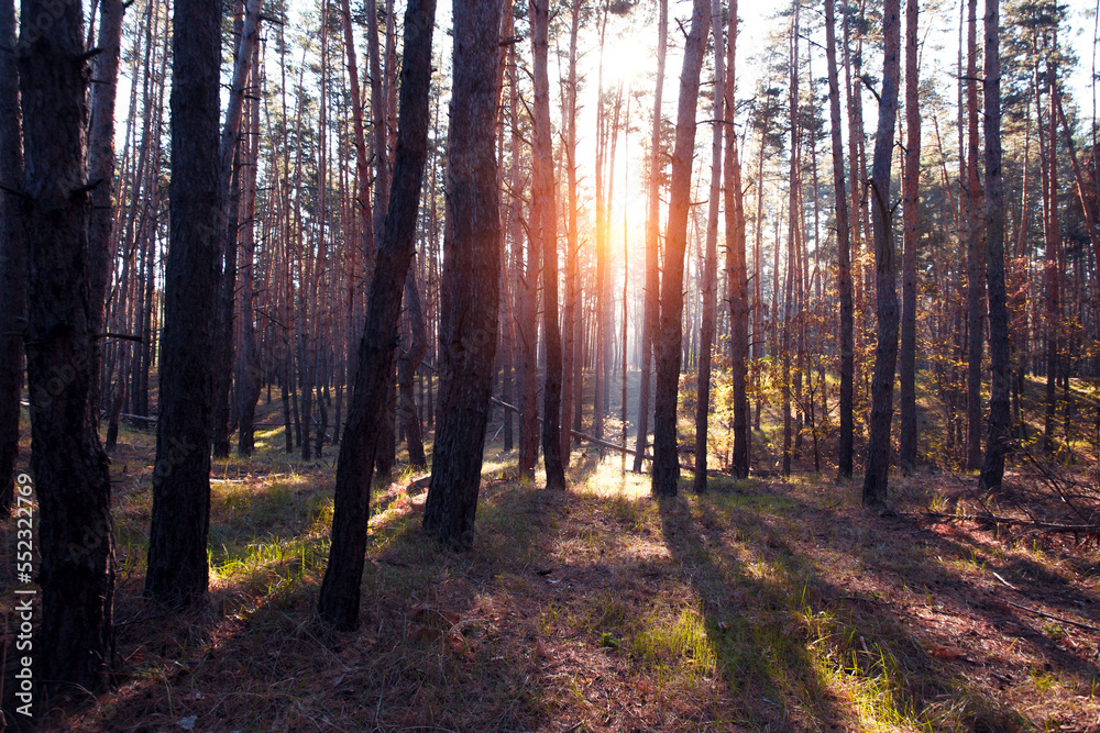 beautiful pine forest