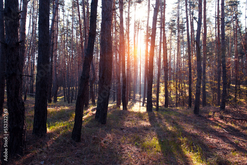 beautiful pine forest