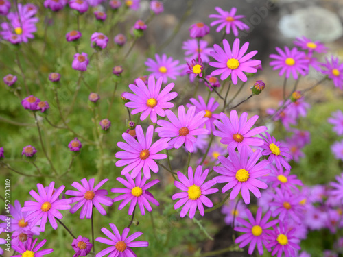 Senecio elegans is a species of flowering plant in the aster family known by the common name of purple ragwort