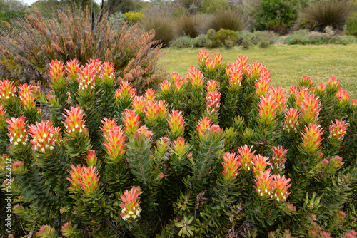 Mimetes cucullatus or common pagoda (or red pagoda) in Kirstenbosch National Botanical Garden, Cape Town, South Africa photo