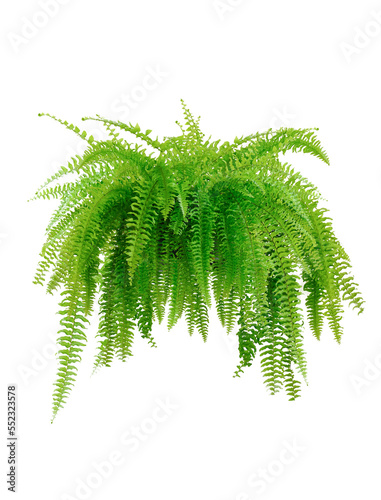 Tiger fern or Boston fern ( Nephrolepis exaltata Bostoniensis ) growing in a modern pot. Beautiful fresh green Common sword fern for home decoration, isolated on white background photo
