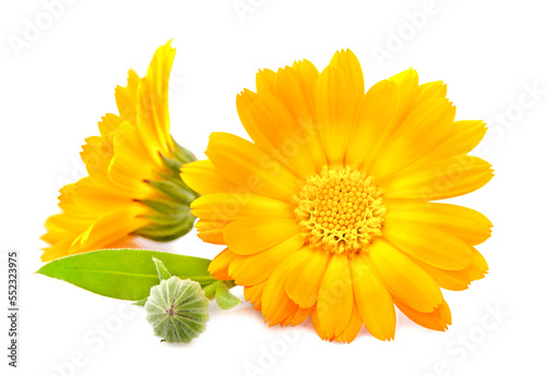 Calendula. Flowers  isolated on white background.