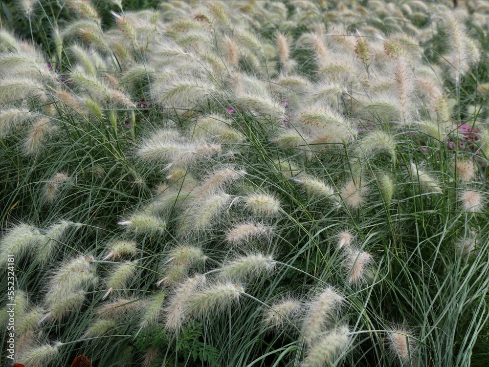decorative bowed white fluffy inflorescences of feather grass in the wind among green grass as a natural background, beautiful steppe flowers in motion as a natural texture full frame