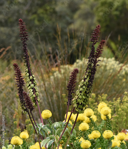 Melianthus major, the giant honey flower,in Kirstenbosch National Botanical Garden, Cape Town, South Africa photo