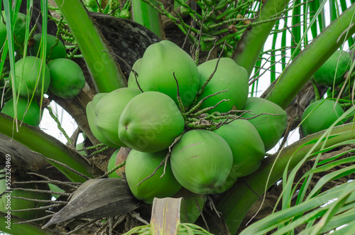 fresh coconut cluster on coconut tree in the coconut plantation photo