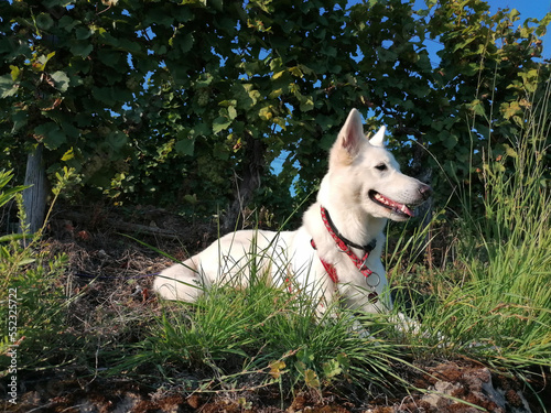 Schweizer Weisser Schäferhündin photo