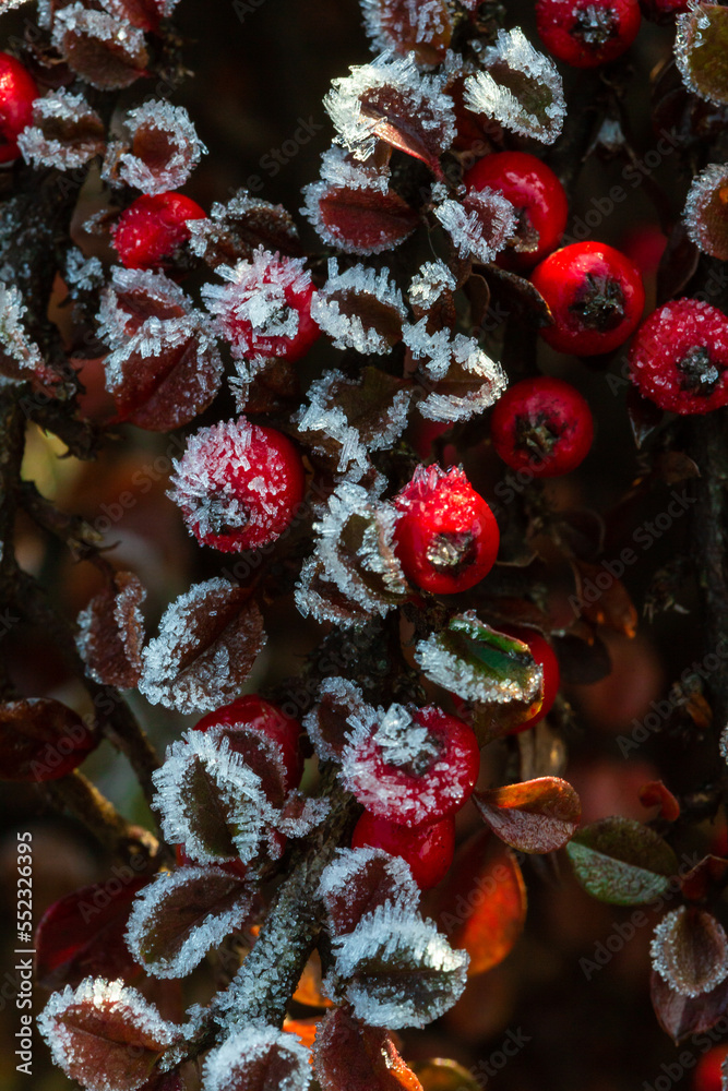 Winter, frosted holly berrie. Red berries of common holly. A winter Ilex aquifolium   covered in  frost. 